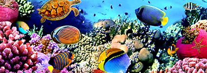 10 of the best places to snorkel in the Caribbean