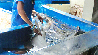 Curacao Sea Aquarium